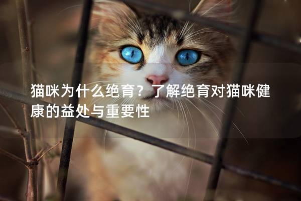 貓咪為什么絕育？了解絕育對貓咪健康的益處與重要性